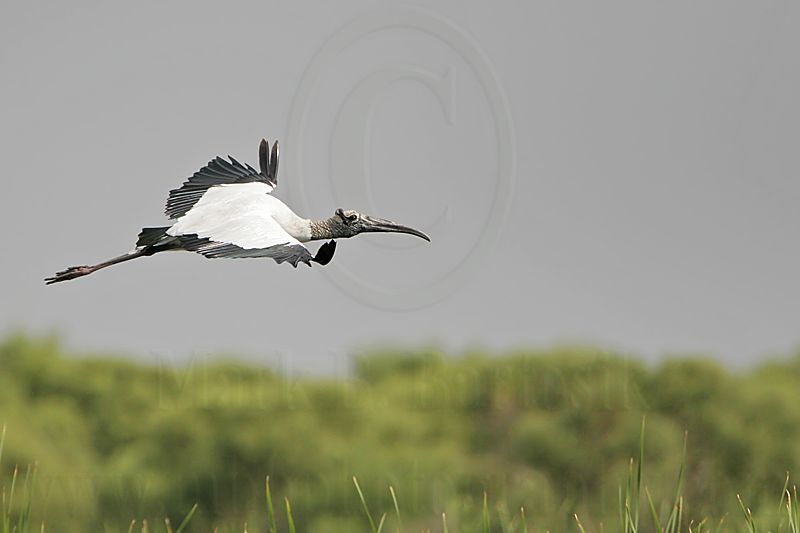 _MG_9080 Wood stork.jpg