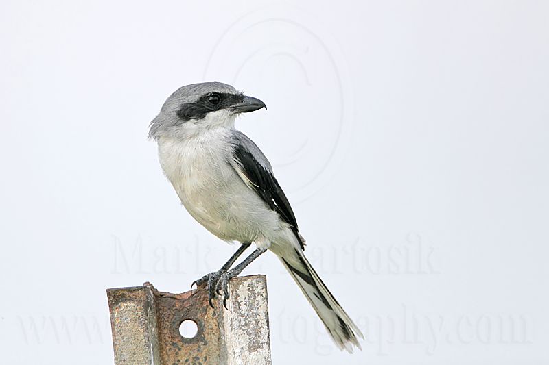_MG_8678 Loggerhead Shrike.jpg