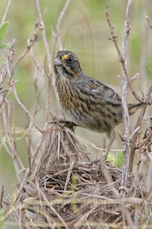 _MG_8871 Seaside Sparrow.jpg