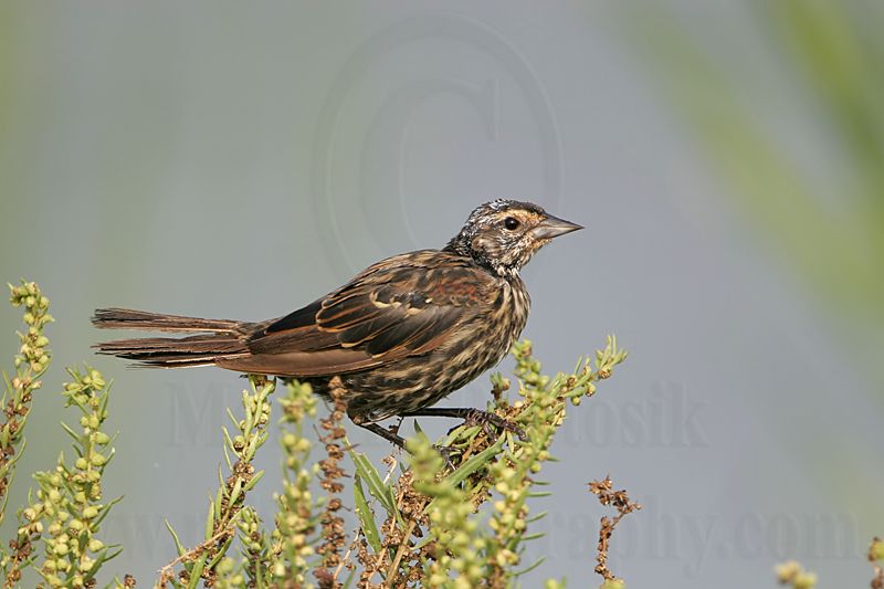 _MG_1363 Red-winged Blackbird.jpg