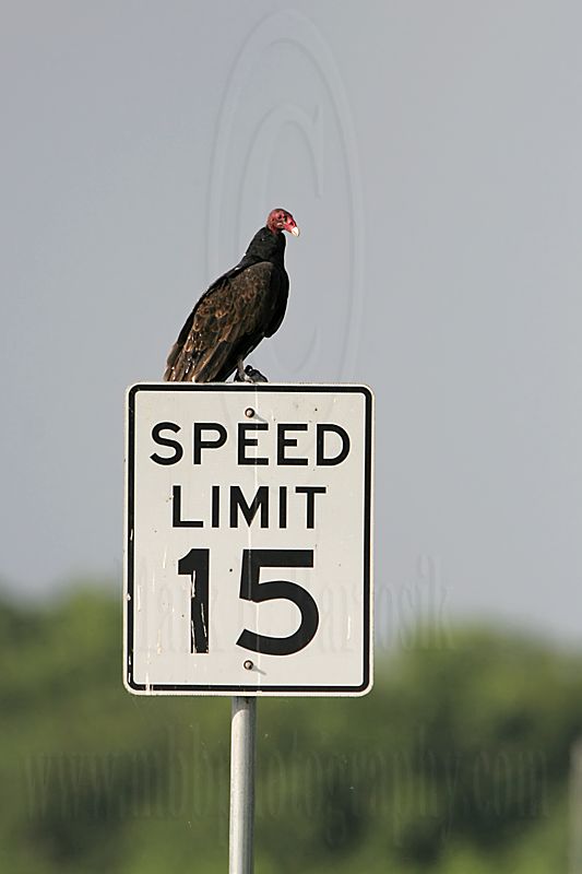 _MG_8700 Turkey Vulture.jpg