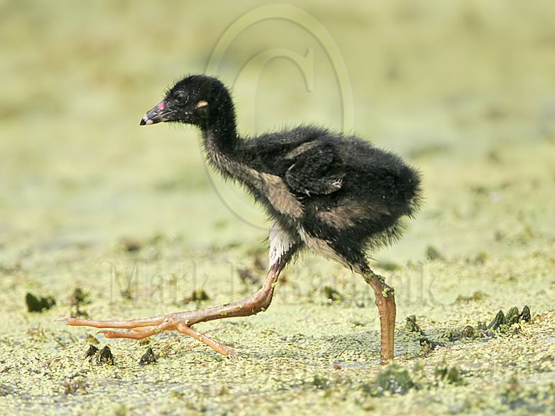 _MG_2443 Purple Gallinule.jpg