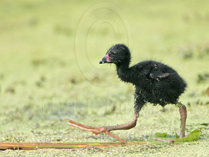 _MG_2479 Purple Gallinule.jpg