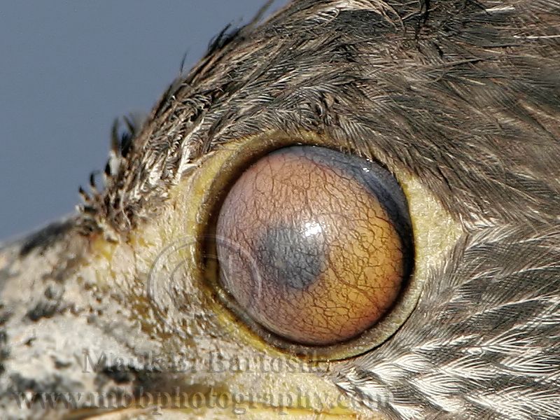 _MG_5133crop Yellow-crowned Night-Heron.jpg