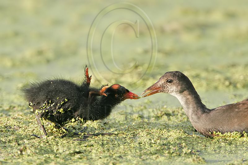 _MG_8039 Common Moorhen.jpg