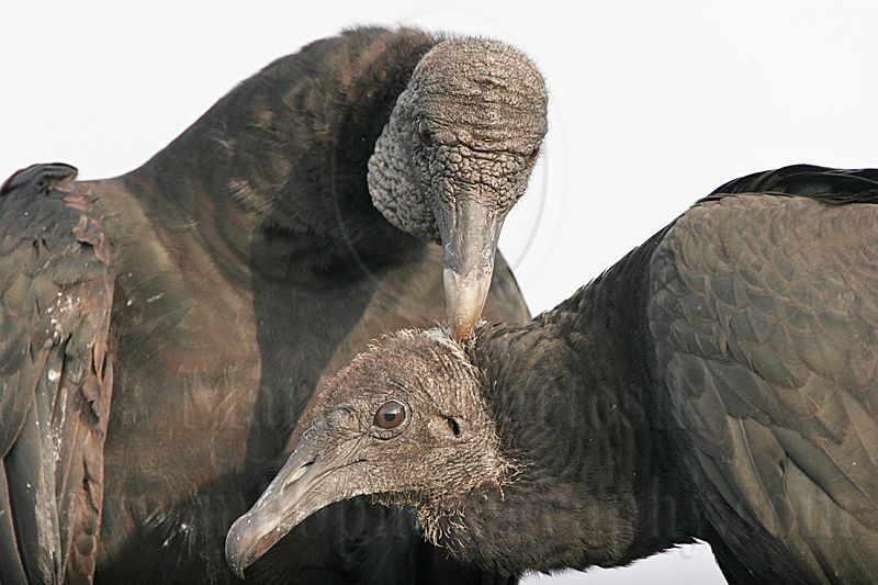 _MG_9464 Black Vulture.jpg