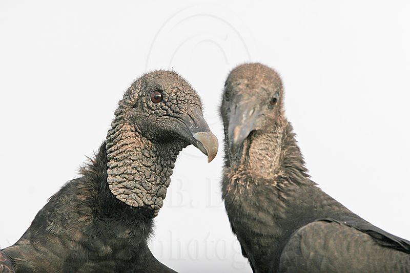 _MG_9517 Black Vulture.jpg