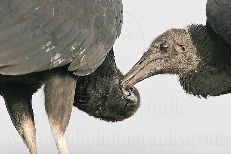 _MG_9523 Black Vulture.jpg