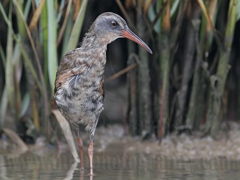 _MG_3912 Virginia Rail.jpg