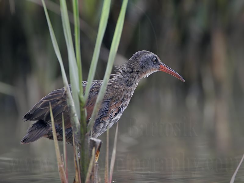 _MG_4016 Virginia Rail.jpg