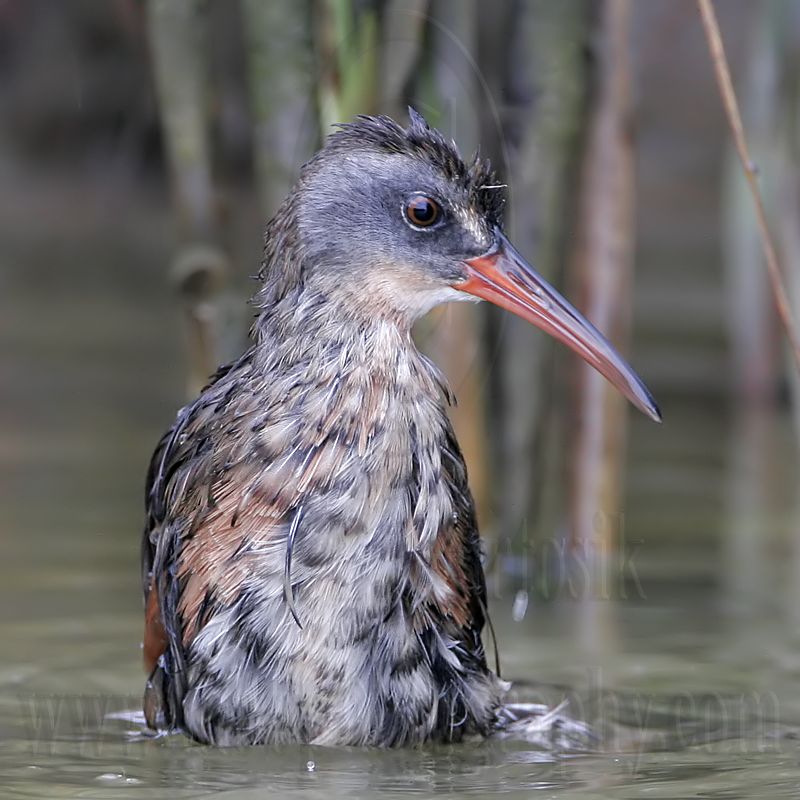 _MG_4283 Virginia Rail.jpg