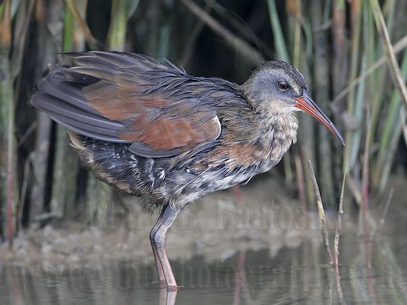 _MG_4381 Virginia Rail.jpg