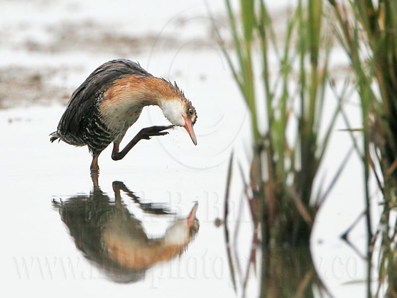 _MG_4887 Virginia Rail.jpg