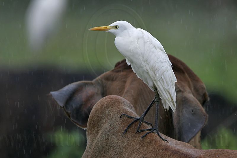 _MG_5107 Cattle Egret.jpg
