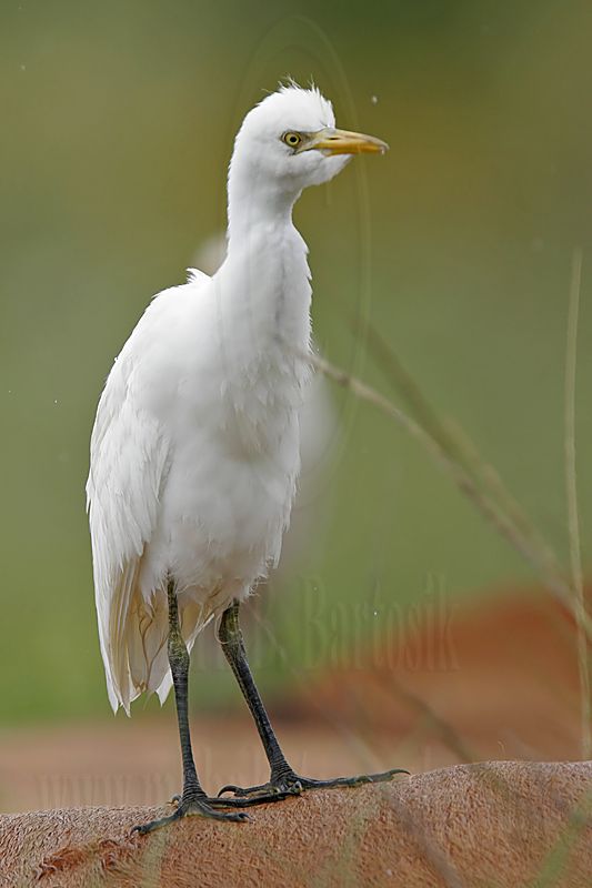 _MG_5365 Cattle Egret.jpg