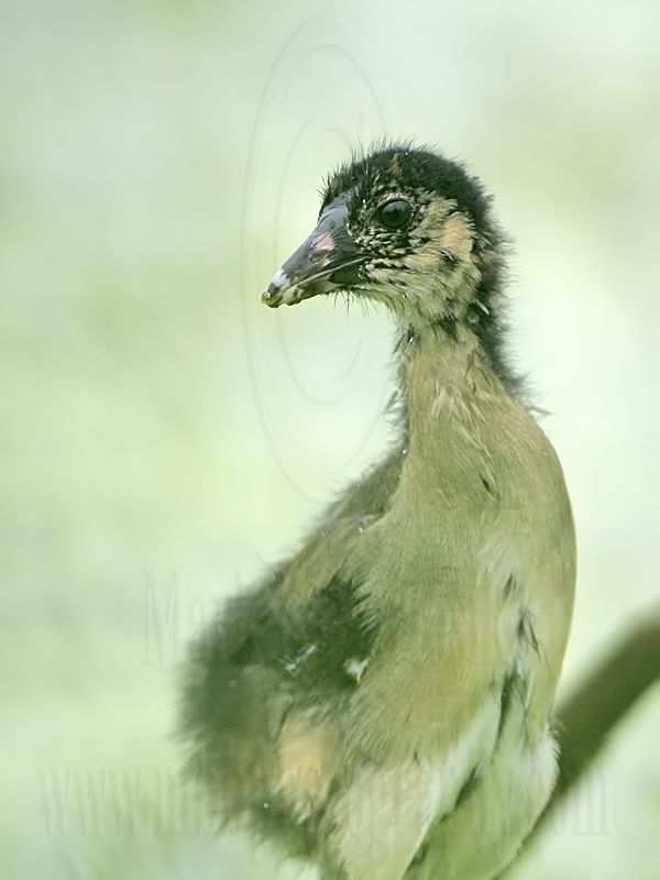 _MG_5443 Purple Gallinule.jpg