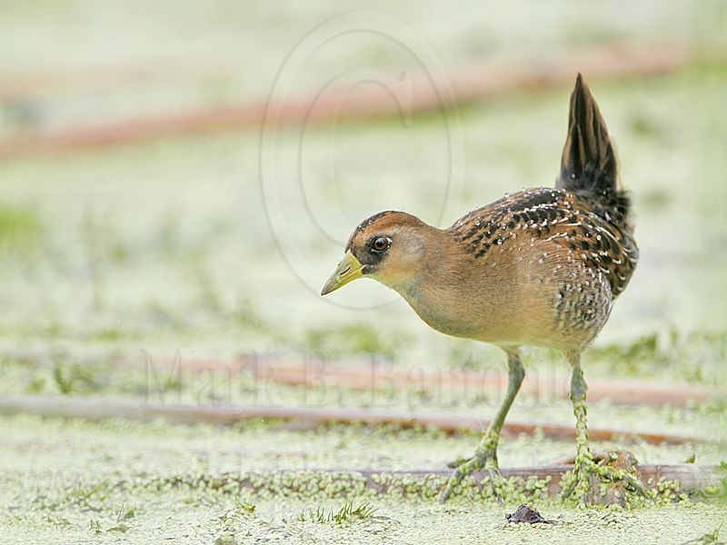 _MG_5614 Sora.jpg