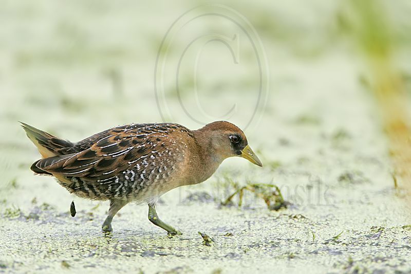_MG_5711 Sora.jpg