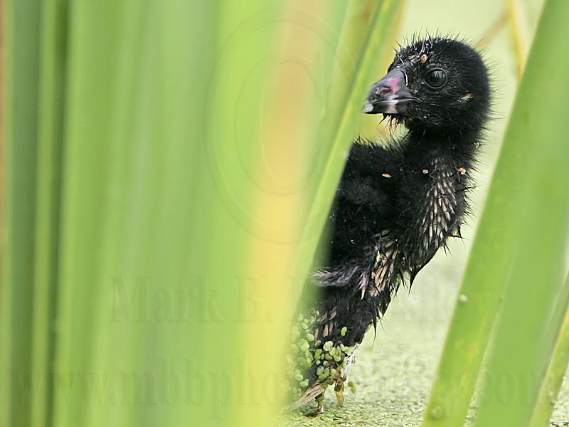 _MG_5465 Purple Gallinule.jpg