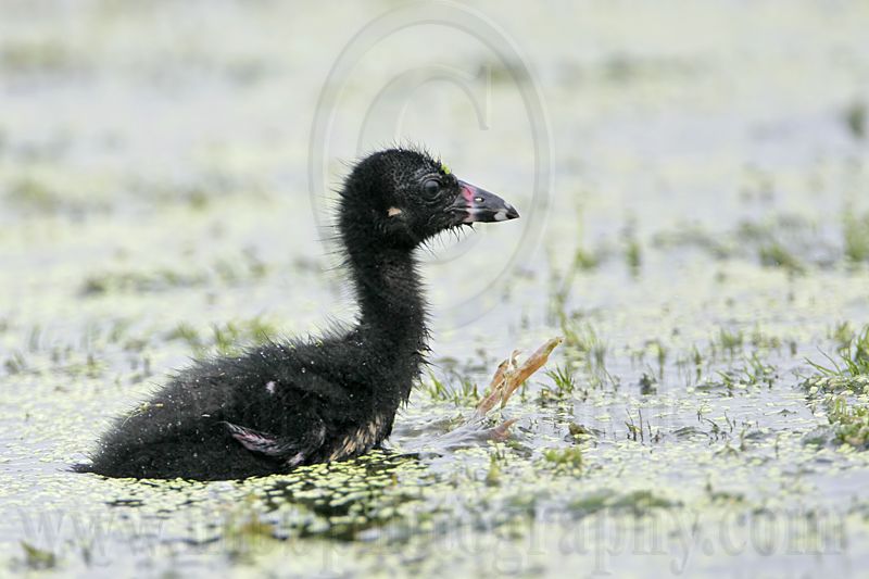 _MG_5549 Purple Gallinule.jpg