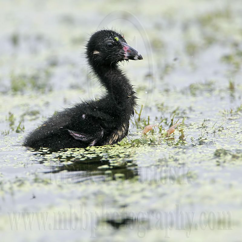 _MG_5553 Purple Gallinule.jpg