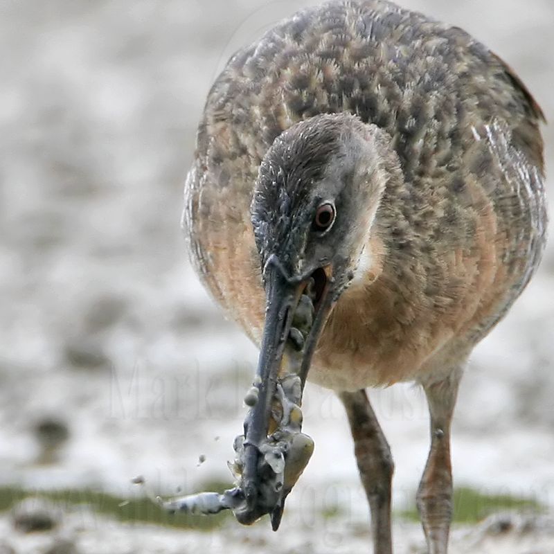 _MG_4504crop Clapper Rail.jpg