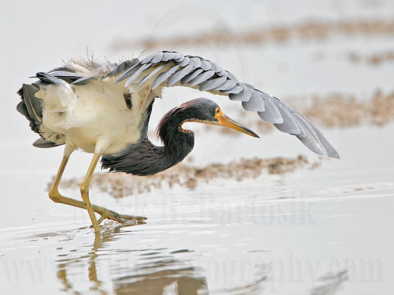 _MG_4759 Tricolored Heron.jpg