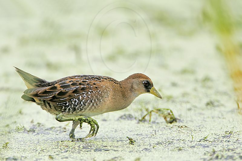_MG_5710 Sora.jpg