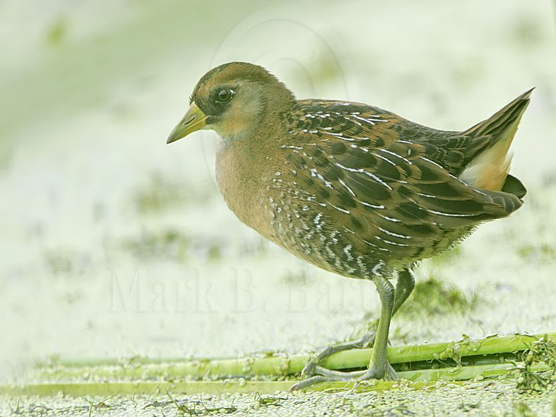 _MG_5871 Sora.jpg