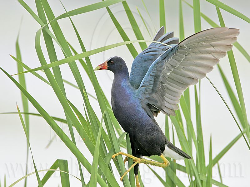 _MG_5832 Purple Gallinule.jpg