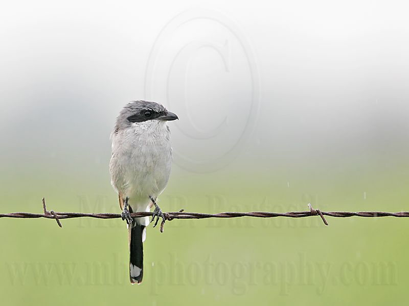 _MG_7121 Loggerhead Shrike.jpg