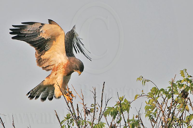 _MG_7282 Swainsons Hawk.jpg