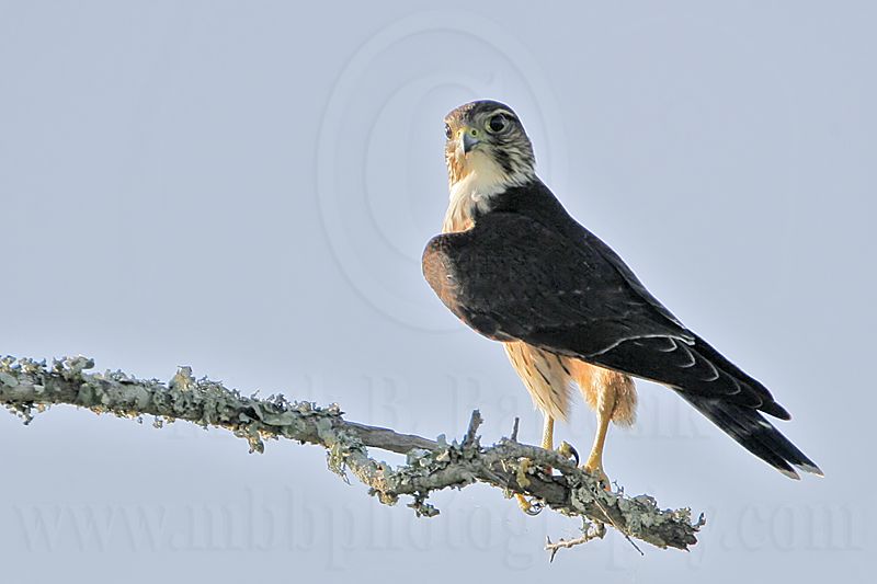 _MG_7626 Merlin.jpg