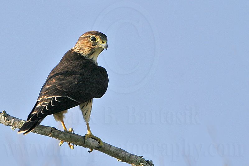 _MG_7677 Merlin.jpg