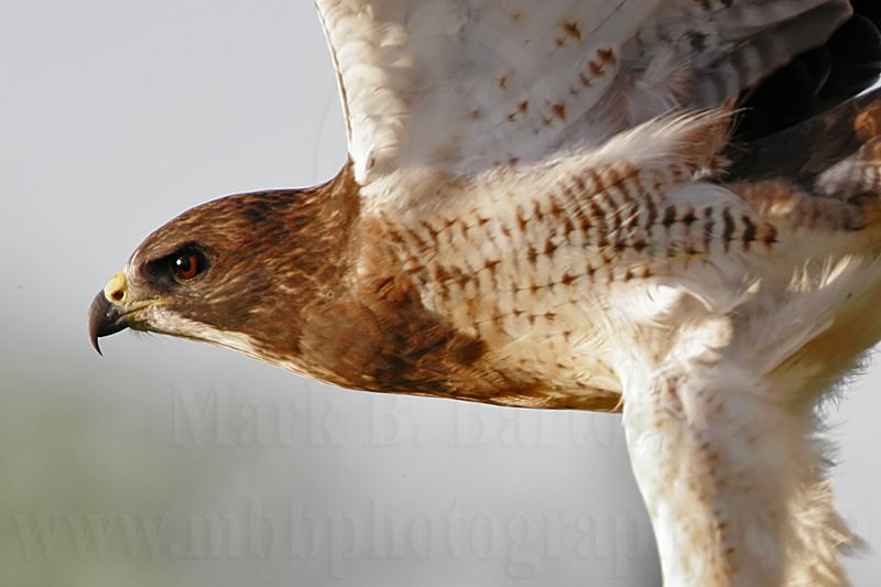 _MG_7447 Swainsons Hawk.jpg