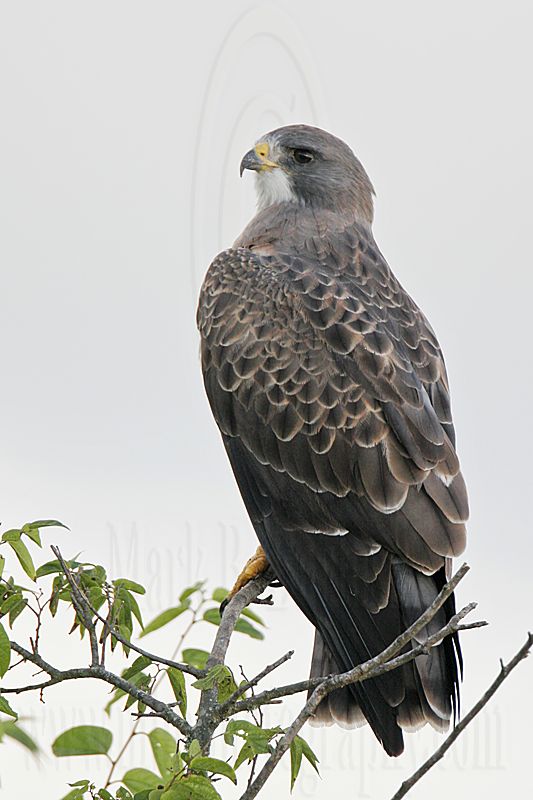 _MG_7493 Swainsons Hawk.jpg