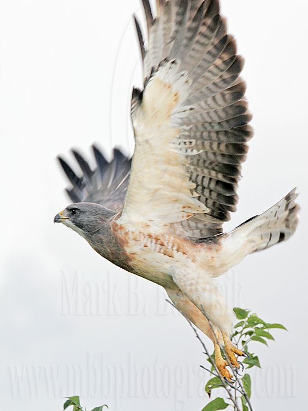 _MG_7499 Swainsons Hawk.jpg