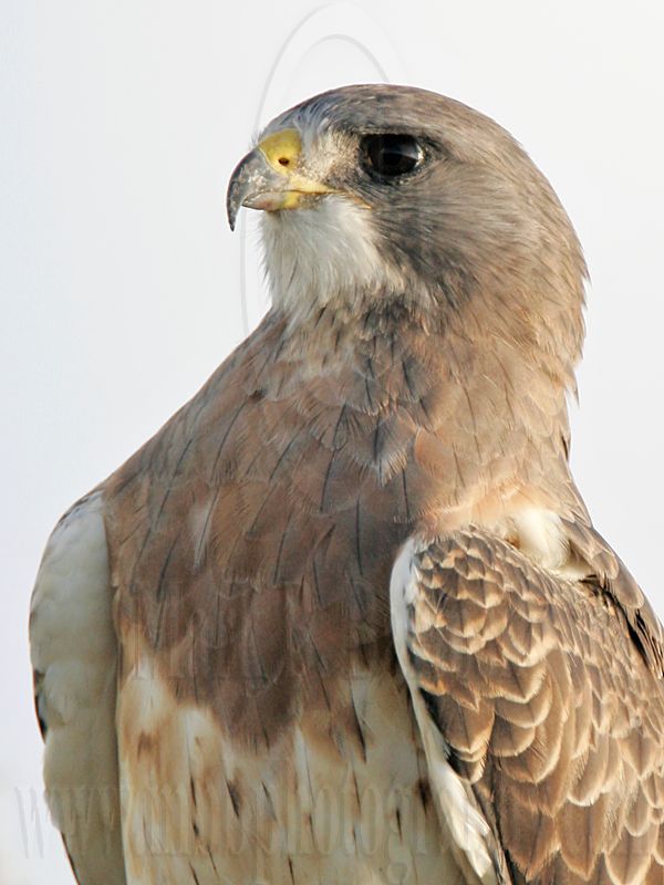 _MG_7562 Swainsons Hawk.jpg