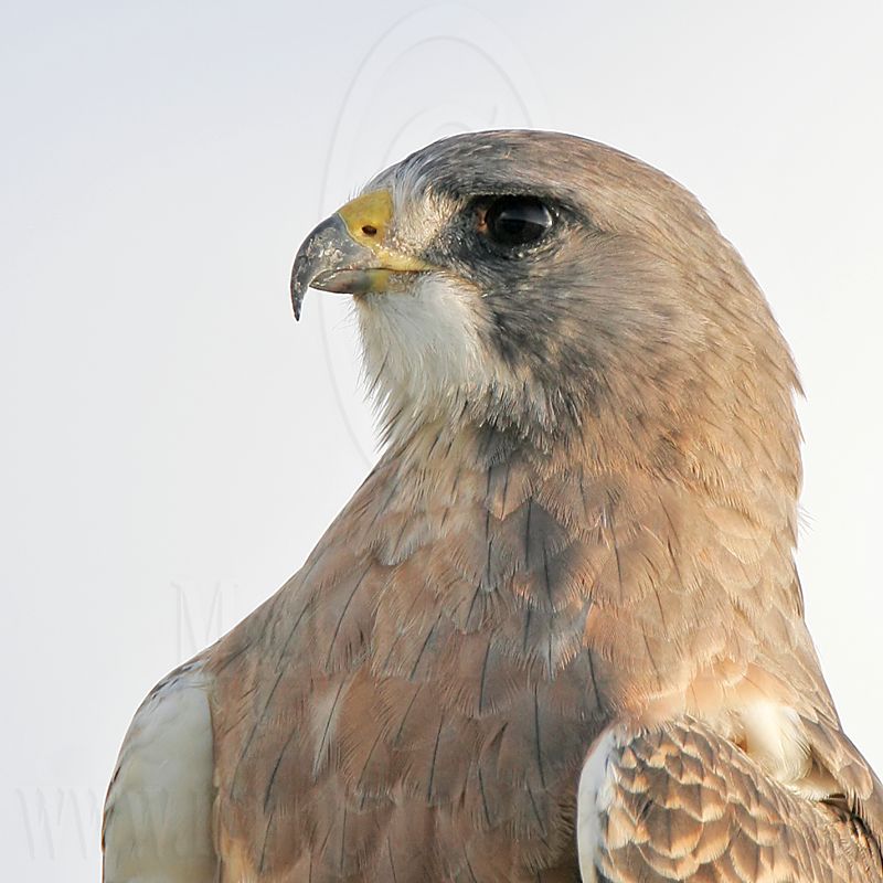 _MG_7576crop Swainsons Hawk.jpg