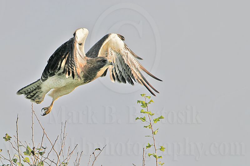 _MG_7602 Swainsons Hawk.jpg