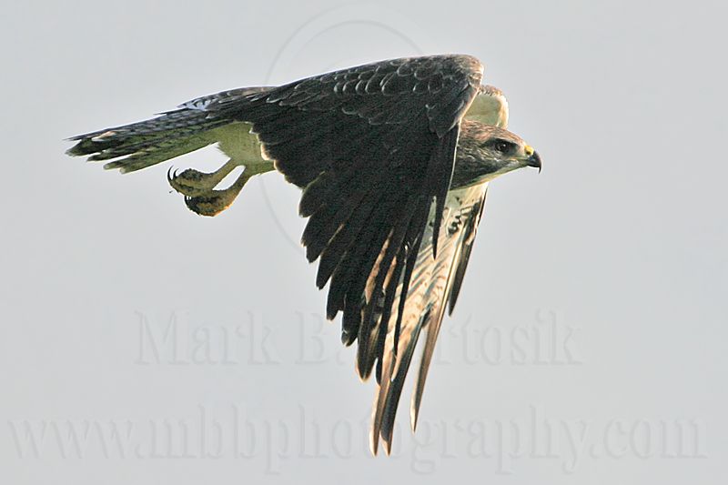 _MG_7606crop Swainsons Hawk.jpg