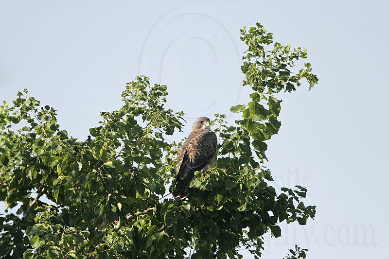 _MG_7780 Swainsons Hawk.jpg