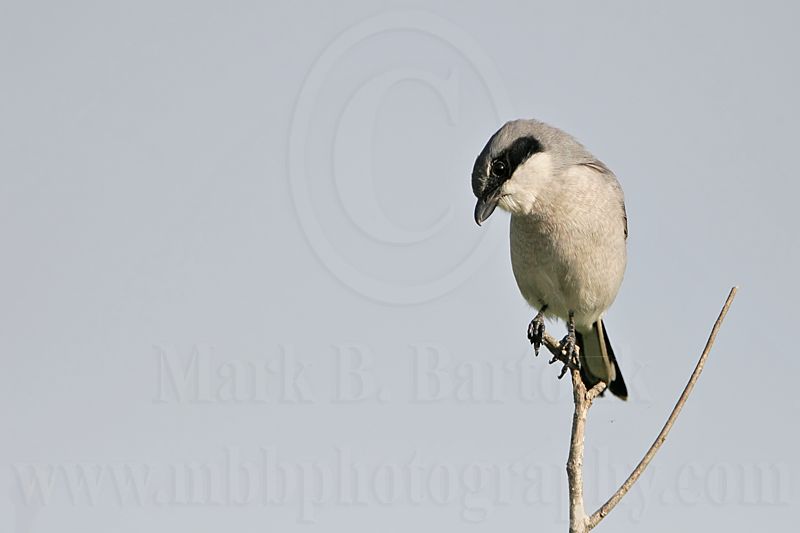 _MG_7815 Loggerhead Shrike.jpg