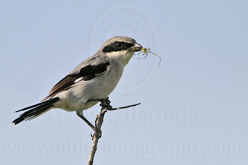 _MG_7854 Loggerhead Shrike.jpg