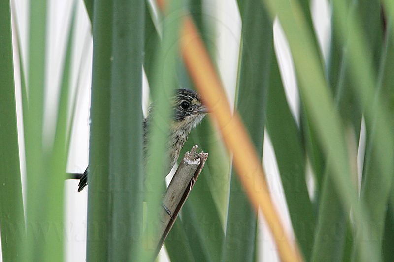 _MG_7398 Seaside Sparrow.jpg