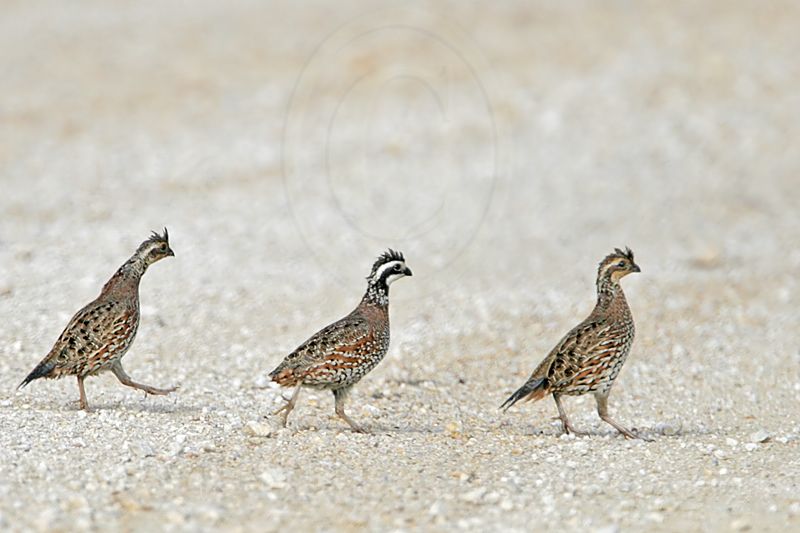 _MG_7904 Northern Bobwhite.jpg