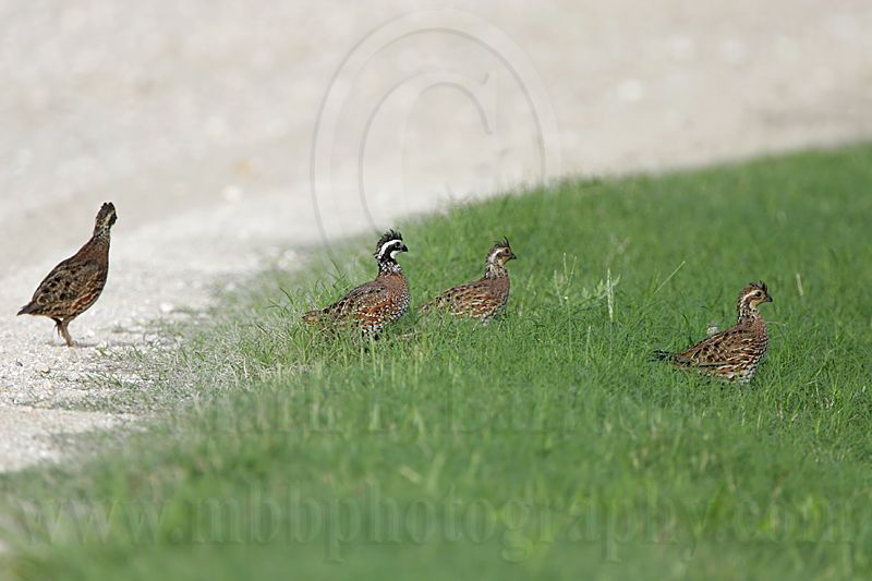_MG_7916 Northern Bobwhite.jpg