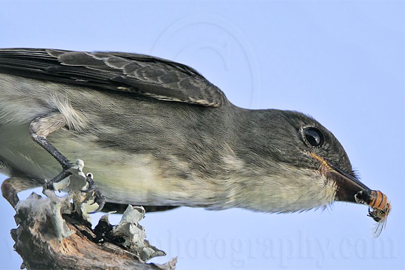 _MG_0067 Olive-sided Flycatcher.jpg