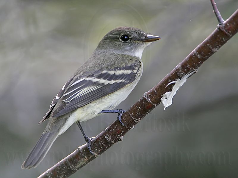 _MG_8697 Traills Flycatcher(Willow?).jpg