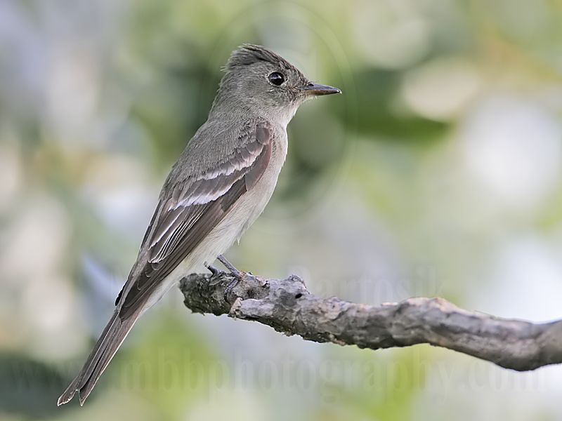 _MG_9468 Eastern Wood-Pewee.jpg